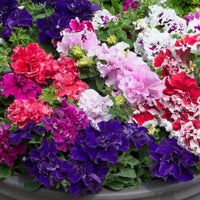 Petunia Glorious Double Mixed Color Flower Seeds