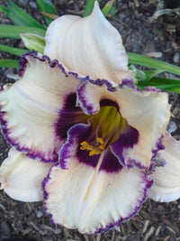 Frosty Elegance Daylily