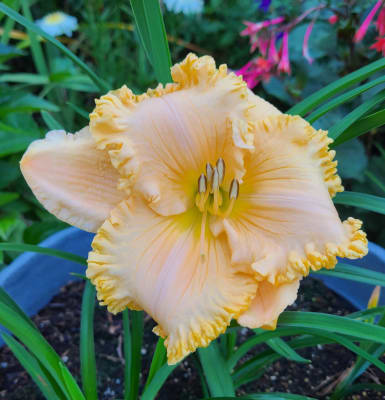 Enchanted Forest Reblooming Daylily