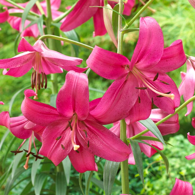 Asiatic Lily- Purple Marble