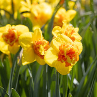 Boaz Daffodil Seeds