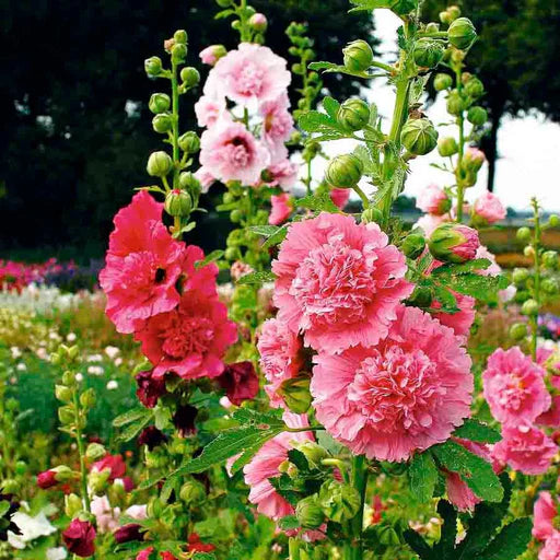 Hollyhock Dwarf Seeds