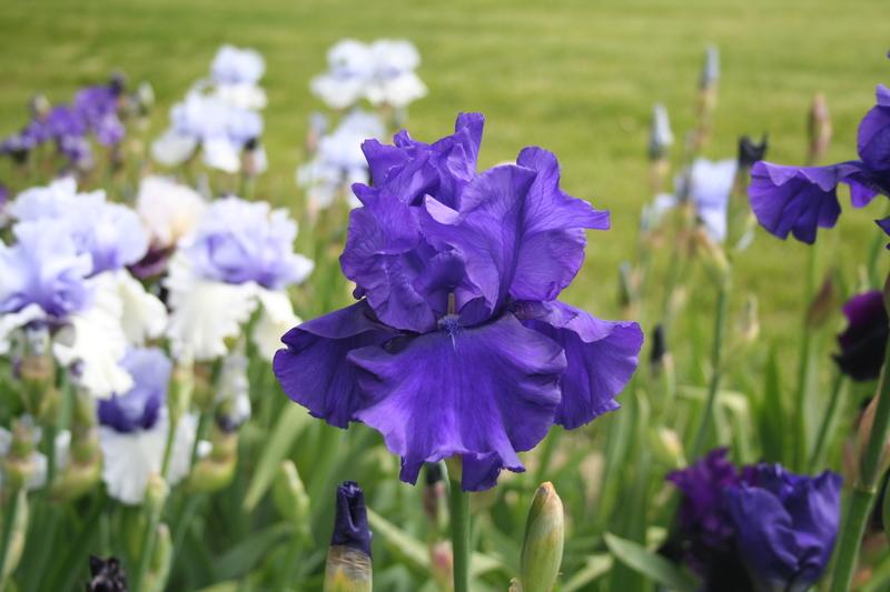 Blueberry Bliss Bearded Iris