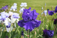 Blueberry Bliss Bearded Iris