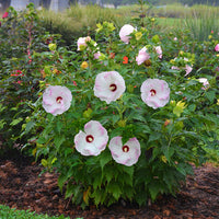 Ballet Slippers Hibiscus