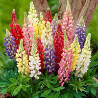 Colorful Rainbow Lupine Plants Russell Lupinus Beauty Flower