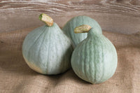 Blue Ballet – Organic Hubbard Squash Seed