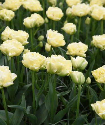 Avant Garde Tulip Seeds