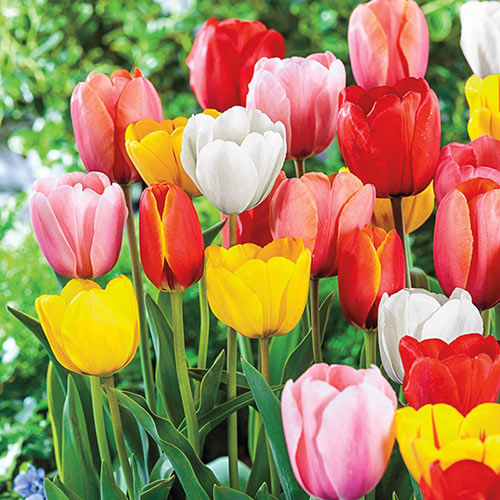 2 Months of Spring Carnival Tulip Mixture Seeds