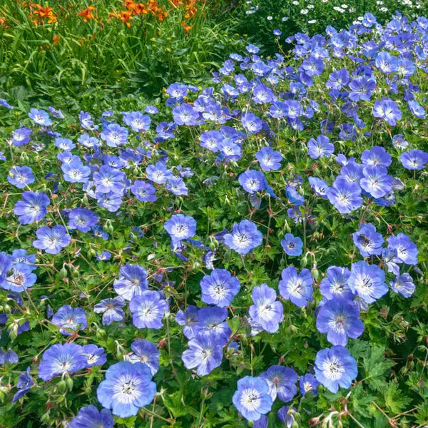 Rozanne Everblooming Geranium