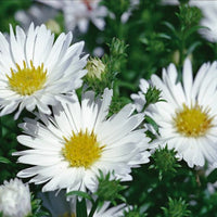 White Ladies Belgian Aster