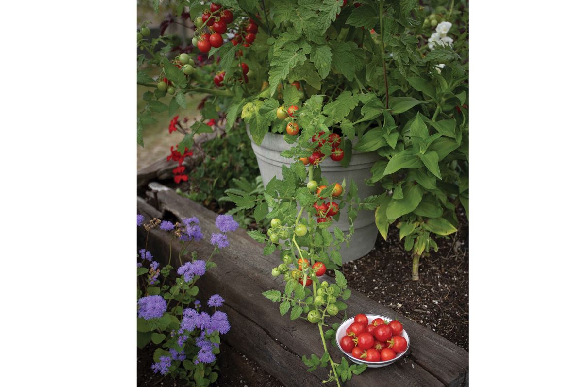 Tidy Treats – Tomato Seed