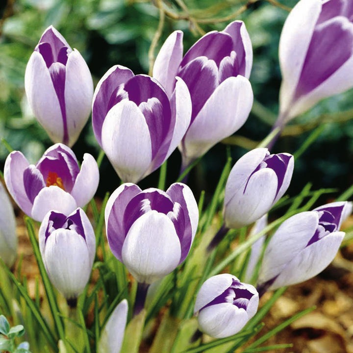 Vanguard Giant Crocus Seeds