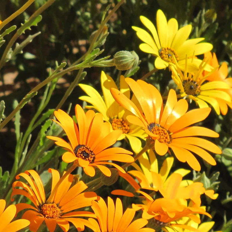 Osteospermum Dimorphotheca Mixed Color Flower Seeds