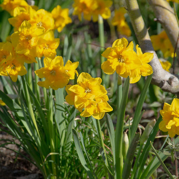 Yellow Parrot Daffodil Seeds