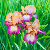 All the Time Reblooming Bearded Iris