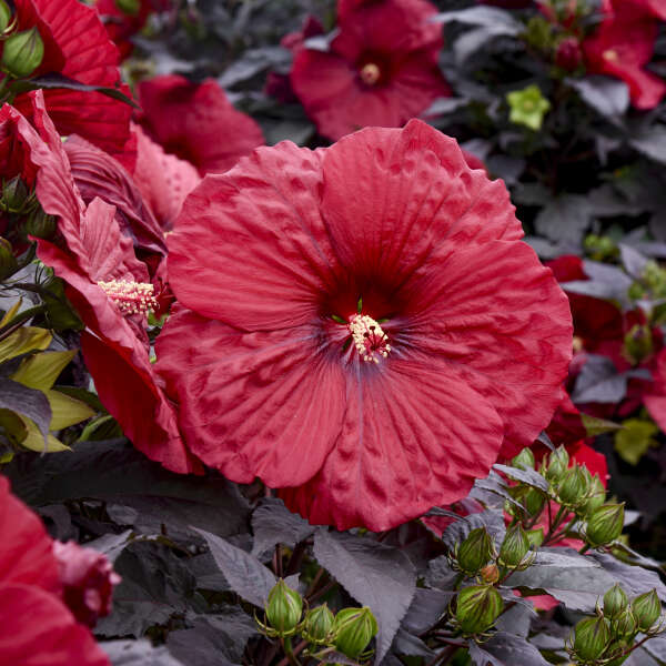 Holy Grail Hibiscus