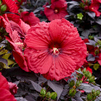 Holy Grail Hibiscus