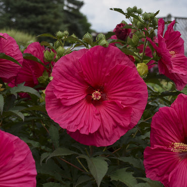 Summer in Paradise Hibiscus