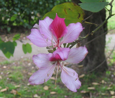 Bauhinia Variegated Seeds