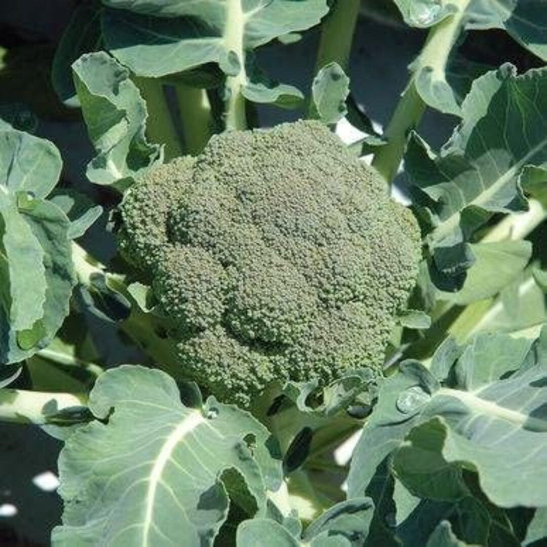 Belstar – Organic Broccoli Seed