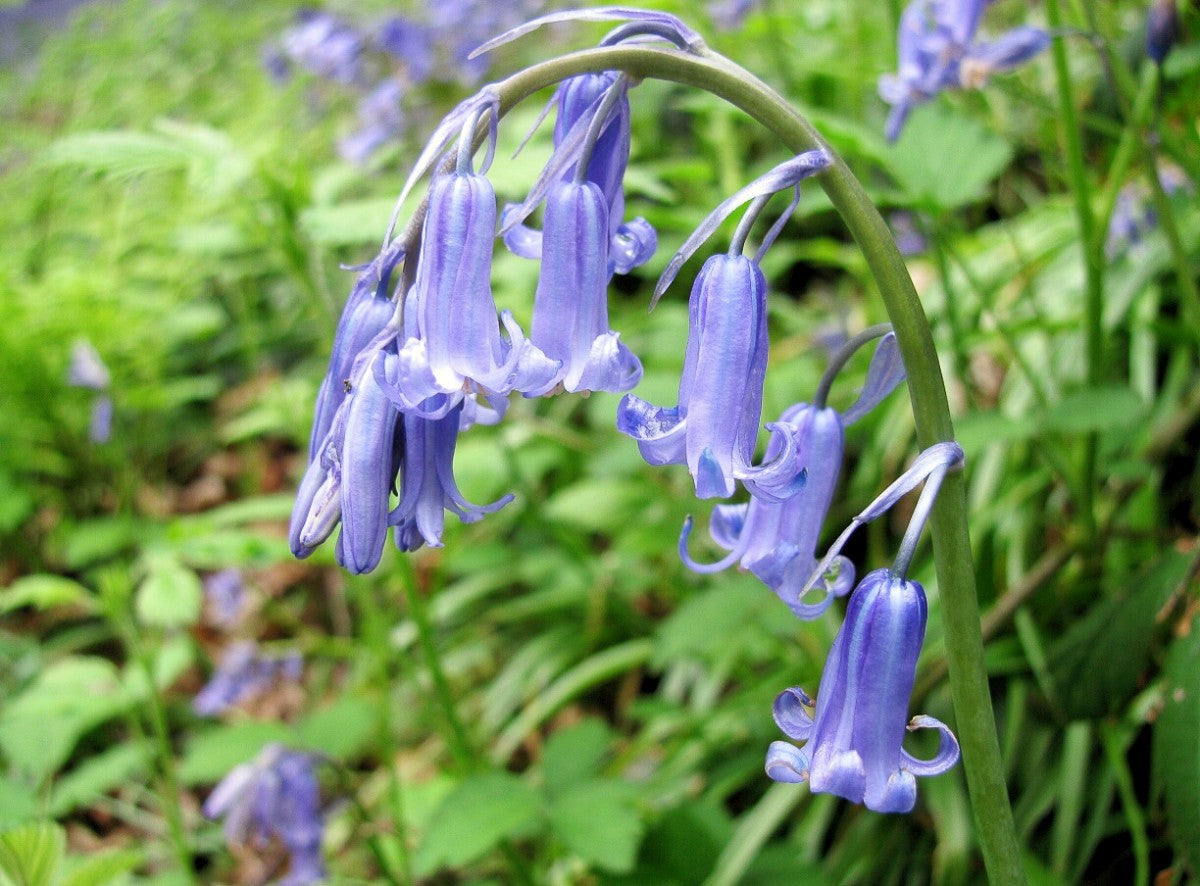 Bluebell