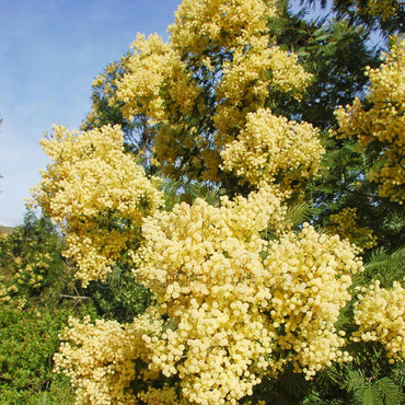 Acacia Decurrens, Black Wattle - Seeds