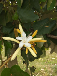 Pterospermum Acerifolium Seeds