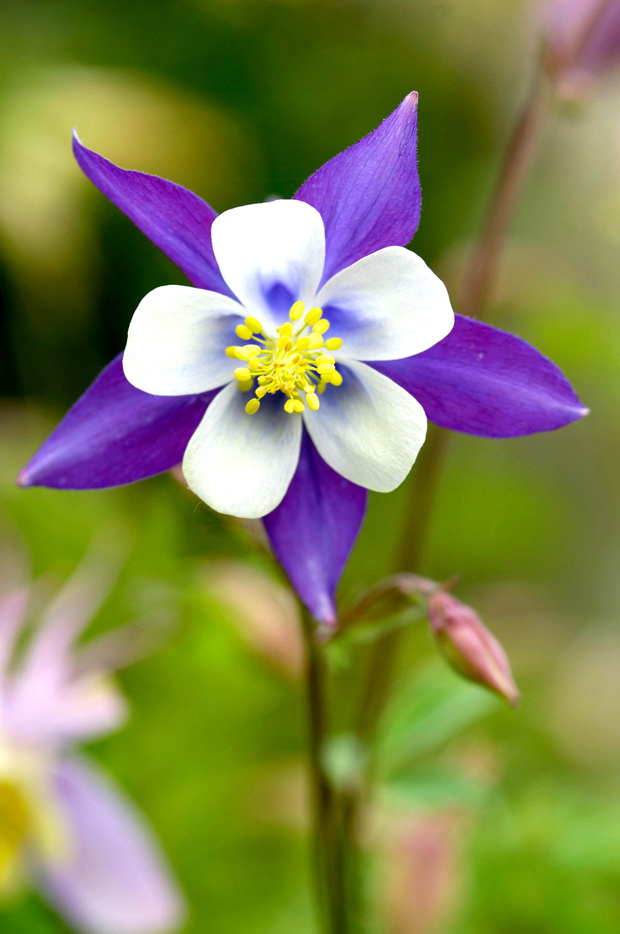 Alpine Columbine