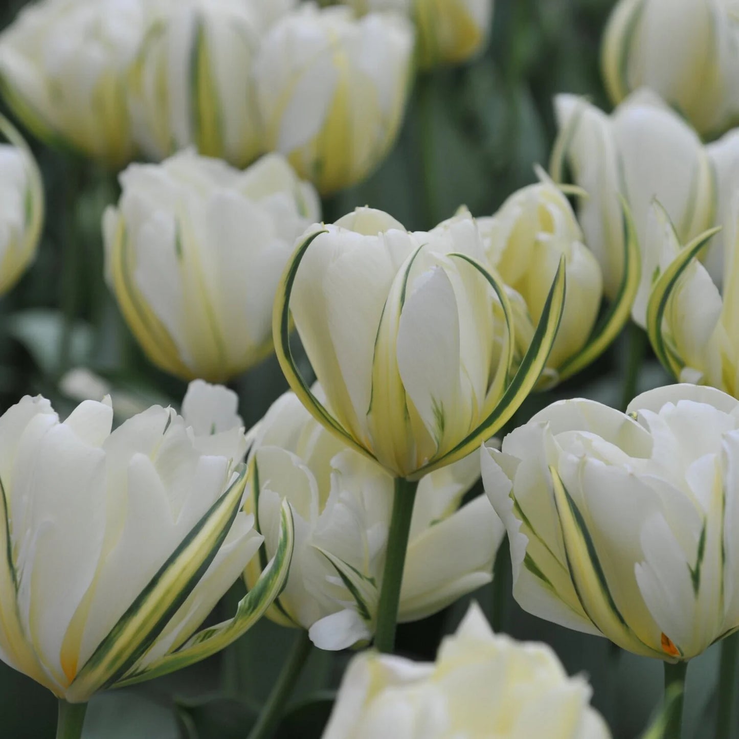 White Valley Tulip Seeds