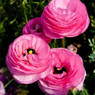 Persian Buttercup Seeds Home Garden DIY Plants Ranunculus Asiati