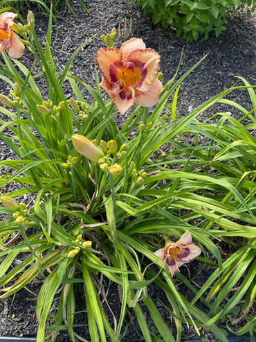 Daringly Different Reblooming Daylily