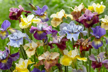 Peacock Butterfly Siberian Iris Mixture