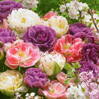 WOW! Peony-Flowering Tulip Mixture Seeds