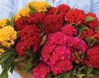 Chief Mix – Celosia Seed