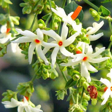 Night-Blooming Jasmine Nyctanthes arbor-tristis Seeds