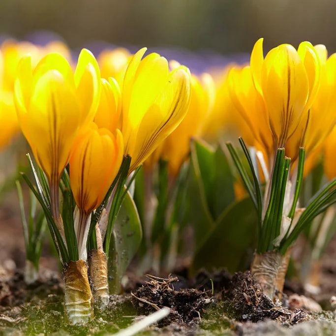 Yellow Mammoth Giant Dutch Crocus Seeds