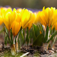 Yellow Mammoth Giant Dutch Crocus Seeds