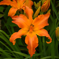 Primal Scream Daylily