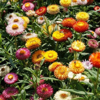 Helichrysum Bracteatum Dwarf Mixed Color Seeds