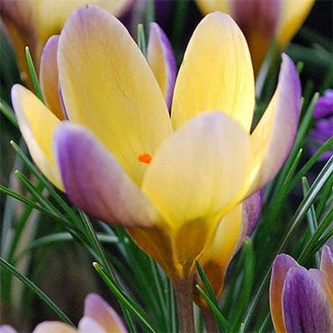 Advance Snow Crocus Seeds