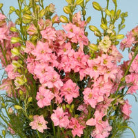 QIS? Light Pink – Larkspur Seed