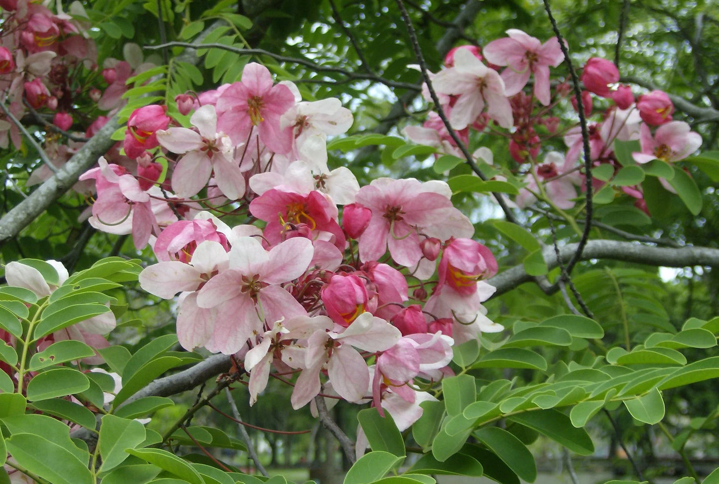 Cassia Renigera Burmese Pink Cassia Seeds