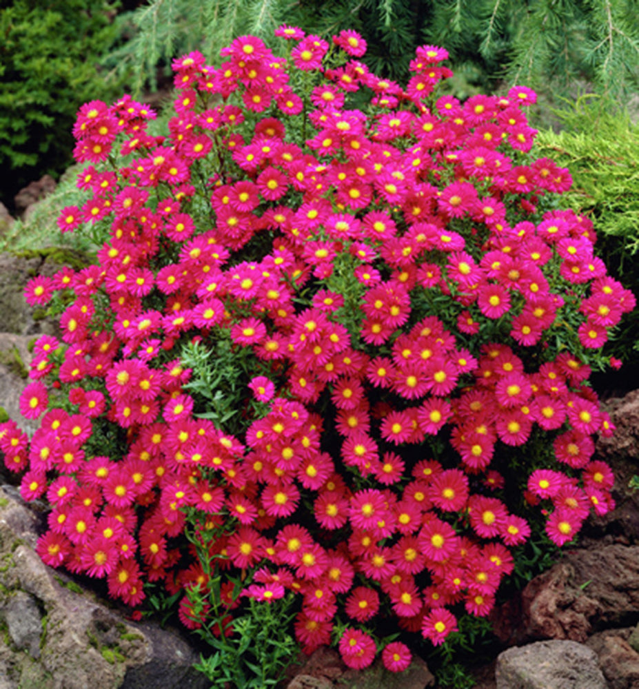 Crimson Brocade Michaelmas Daisy