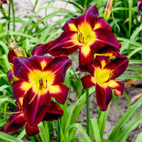 Persian Ruby Daylily