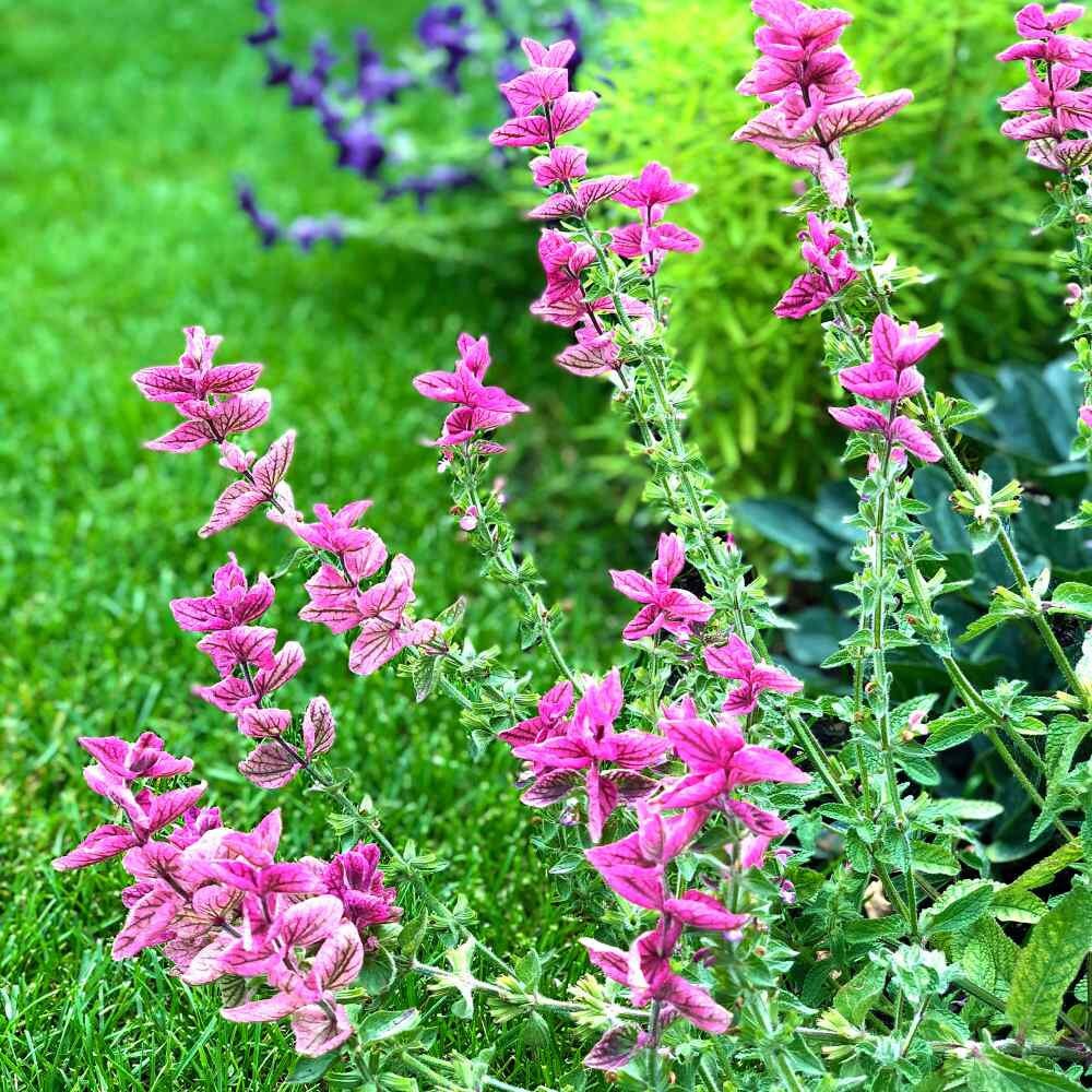 Pink Sundae – Heirloom Salvia Seed