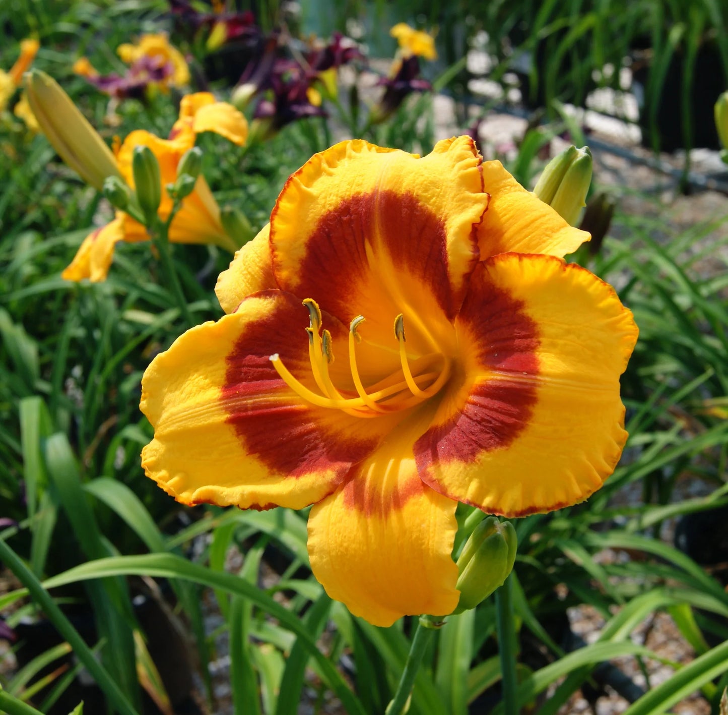 Fooled Me Daylily