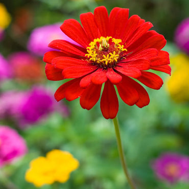 Zinnia Red Tall Desi Flower Seeds