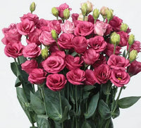 Doublini Rose Pink – Lisianthus Seed