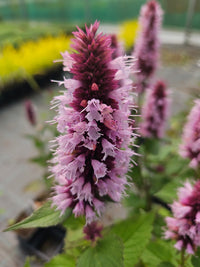 Beelicious Pink Anise Hyssop